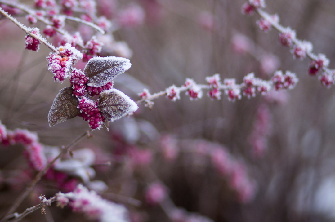 Vines with purple berries frozen on them.