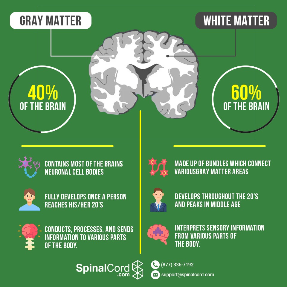 Diagram explaining 40% of the brain is gray matter, and 60% of the brain is white matter.